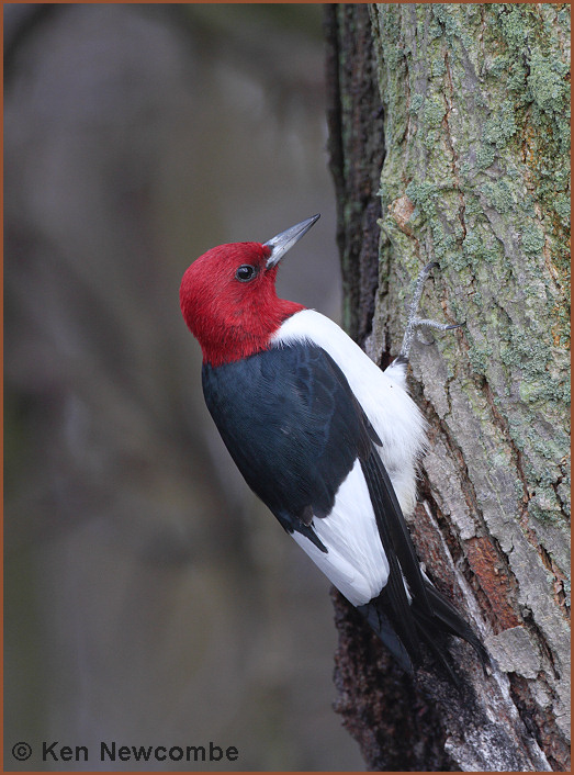 Red-headed Woodpecker